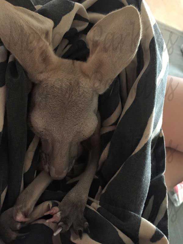 Ruby The Joey